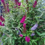 Buddleja davidii 'BUZZ Trio' - 