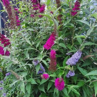 Buddleja davidii 'BUZZ Trio'