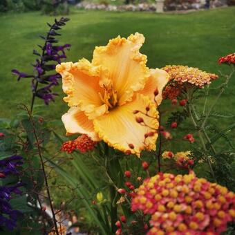 Hemerocallis 'Enchanted Forest'