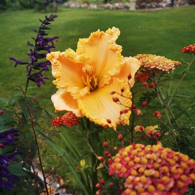 Hemerocallis 'Enchanted Forest' - 