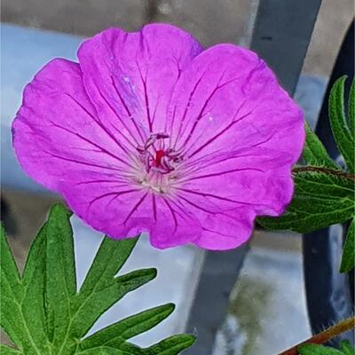 Geranium 'Sylvia's Surprise' - 