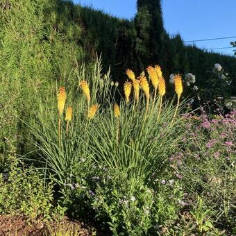 Kniphofia 'Bees' Sunset'