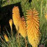 Kniphofia 'Bees' Sunset' - 