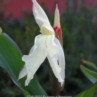 Roscoea x beesiana