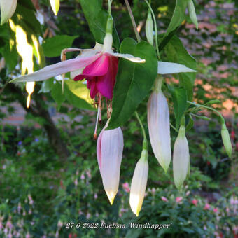 Fuchsia 'Windhapper'