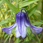 Clematis integrifolia 'Blue Ribbons' - Clematis integrifolia 'Blue Ribbons'