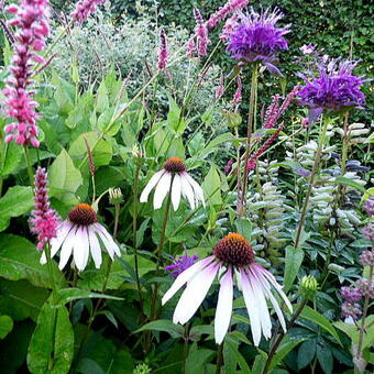 Echinacea 'Pretty Parasol'