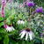 Echinacea 'Pretty Parasol'