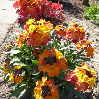 Erysimum 'Orange Purple GLOW’