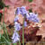 Hyacinthoides non-scripta