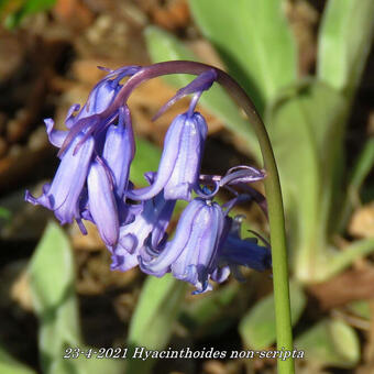 Hyacinthoides non-scripta