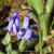 Hyacinthoides non-scripta