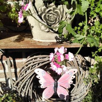 Verbena peruviana VENTURI 'Bicolour Pink'