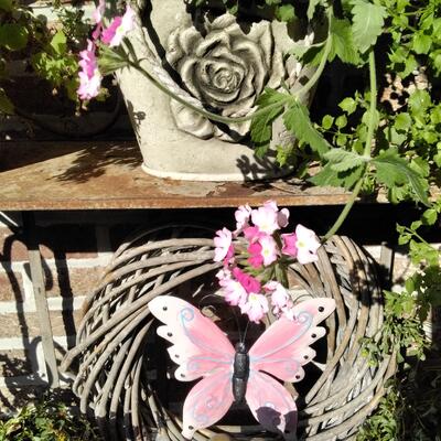 Verbena peruviana VENTURI 'Bicolour Pink' - 