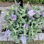 Buddleja davidii BUTTERFLY CANDY 'Lila Sweatheart' - 