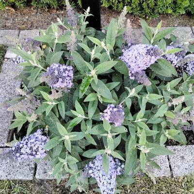 Buddleja davidii BUTTERFLY CANDY 'Lila Sweatheart' - 