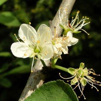 Prunus cerasifera