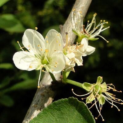 Prunus cerasifera - 