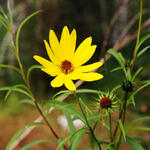 Helianthus salicifolius - Weidenblättrige Sonnenblume - Helianthus salicifolius