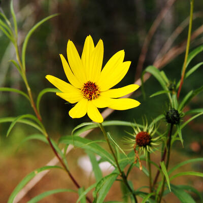 Helianthus salicifolius - 