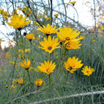 Weidenblättrige Sonnenblume - Helianthus salicifolius