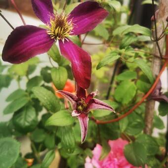 Clematis viticella 'Noora'