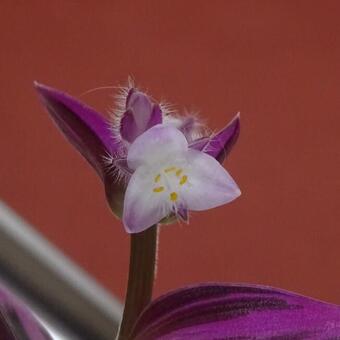 Tradescantia albiflora 'Nanouk'