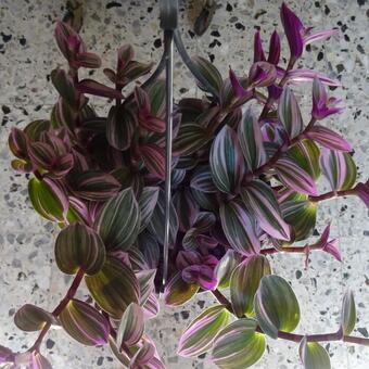 Tradescantia albiflora 'Nanouk'