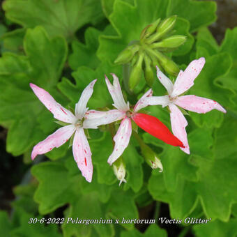 Pelargonium x hortorum 'Vectis Glitter' (stellartype)