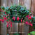 Fuchsia 'Wilma Versloot'