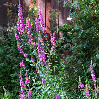 Lythrum salicaria