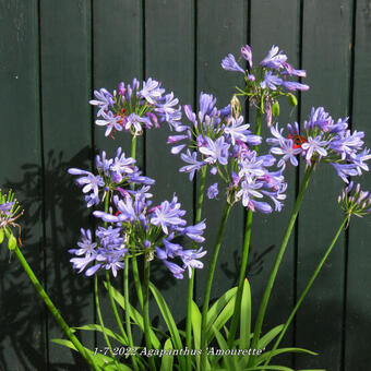 Agapanthus 'AMOURETTE Blue'