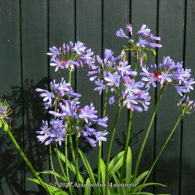 Agapanthus 'AMOURETTE Blue' - 