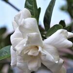 Gardenia jasminoides 'Double Diamonds' - 