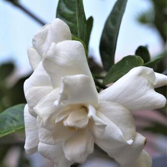 Gardenia jasminoides 'Double Diamonds'