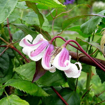 Clematis texensis 'Princess Kate'