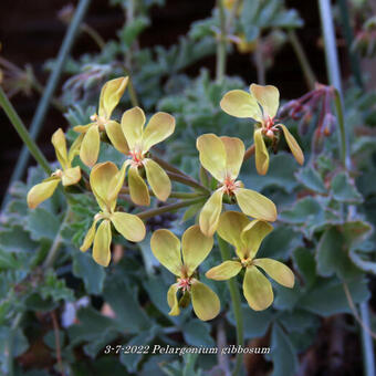 Pelargonium gibbosum