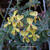 Pelargonium gibbosum