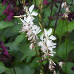 Gaura lindheimeri 'Sparkle White' - 