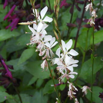 Gaura lindheimeri 'Sparkle White'