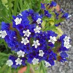 Limonium sinuatum - Geflügelter Strandflieder