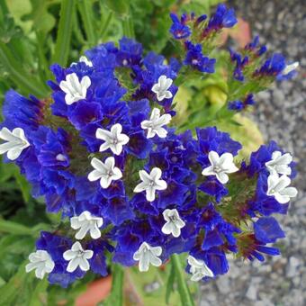 Limonium sinuatum