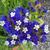 Limonium sinuatum