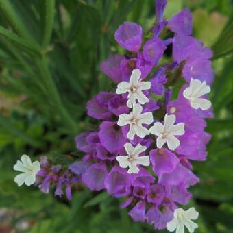 Limonium sinuatum