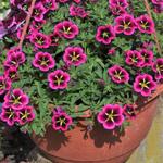 Calibrachoa CABARET 'Good Night Kiss' - 