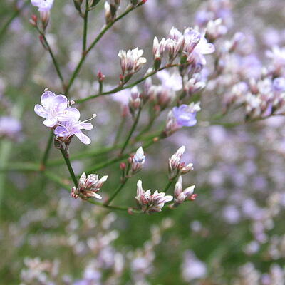 Limonium platyphyllum - Breitblättriger Strandflieder - Limonium platyphyllum