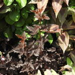 Physocarpus opulifolius 'Panther' - 