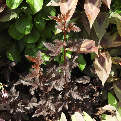 Physocarpus opulifolius 'Panther' - 