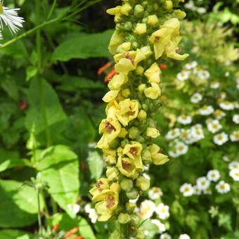 Verbascum blattaria