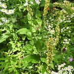 Verbascum blattaria - 